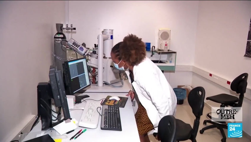 Innovation en Guadeloupe des sargasses contre la chlordécone