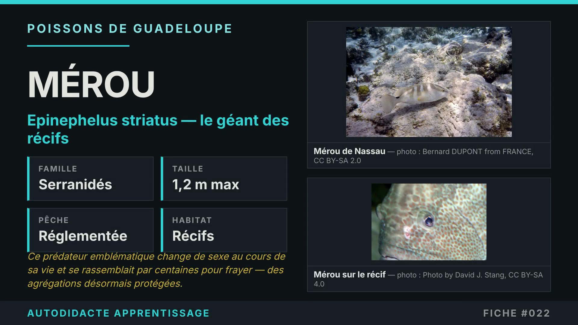 FICHE #022 — MÉROU